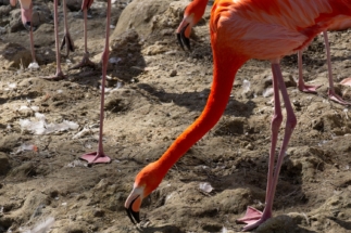 Tiere (47)